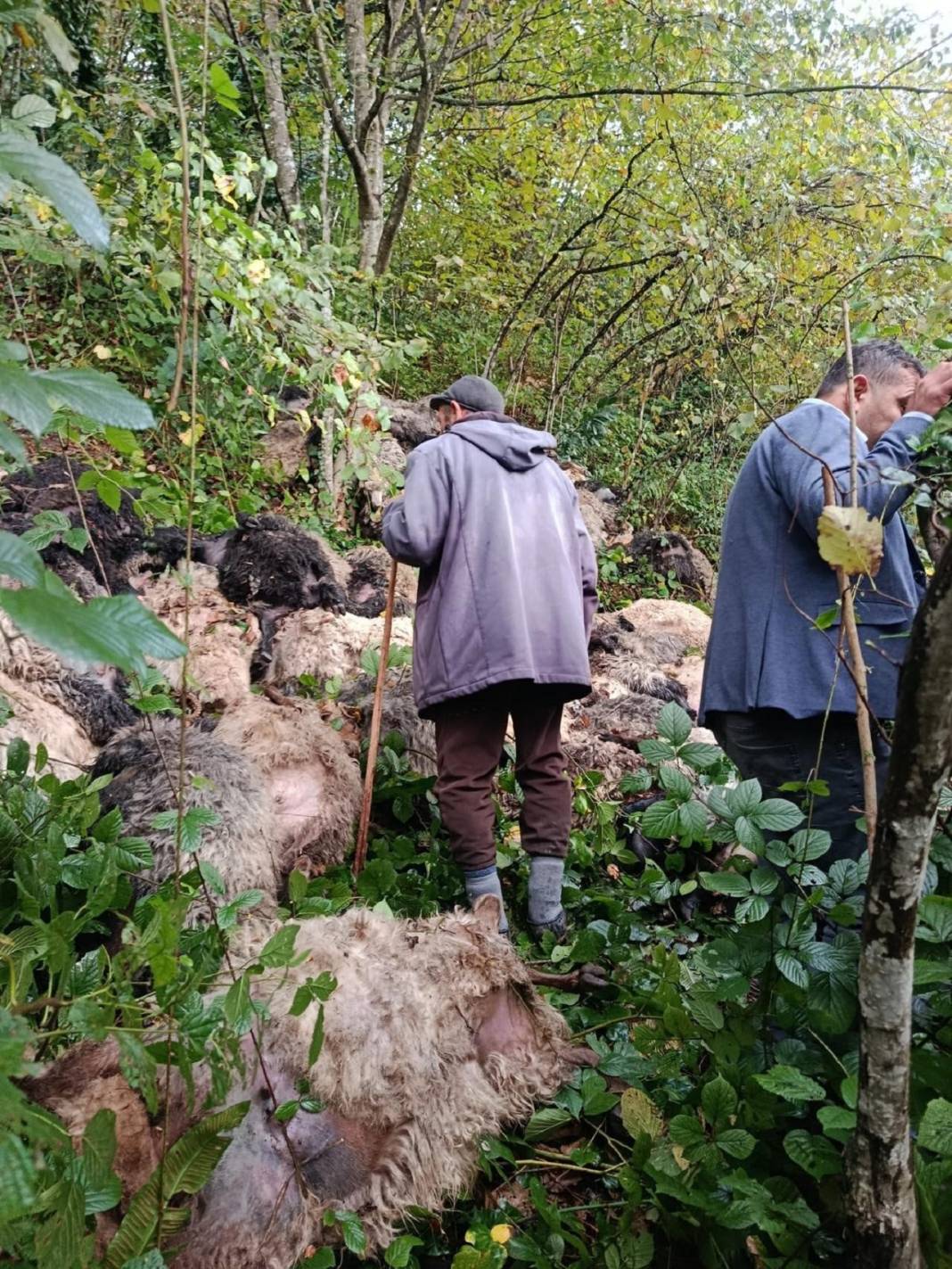 184 koyun uçurumdan yuvarlandı! 2